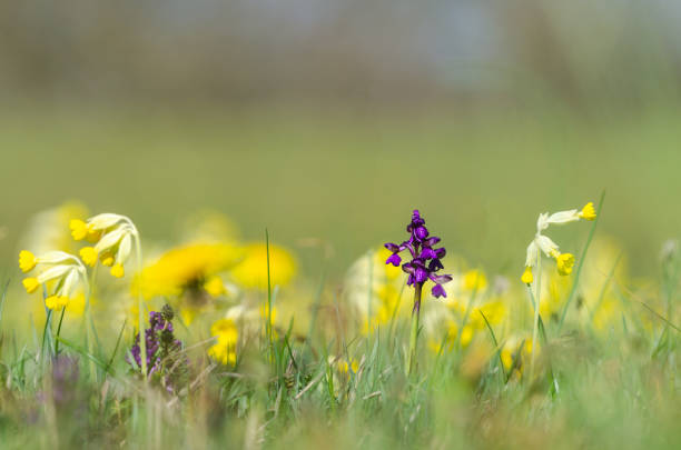 Purple wild orchid flower close up by a soft green and yellow background