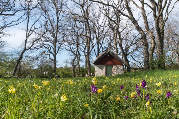 Blossom flowers by an old sheep shed Blossom flowers by an old sheep shed in the swedish nature reserve at Sodra Greda on the island Oland sheep shed stock pictures, royalty-free photos & images