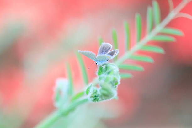 small hairstreak