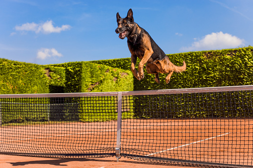 Portrait of pedigree pure breed dog on a tennis court