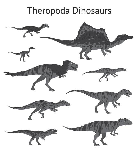 dino_saurpodomorpha_CLR-set Set of theropoda dinosaurs. Monochrome vector illustration of dinosaurs isolated on white background. Side view. Theropods. Proportional dimensions. Element for your desing, blog, journal coelurosauria stock illustrations