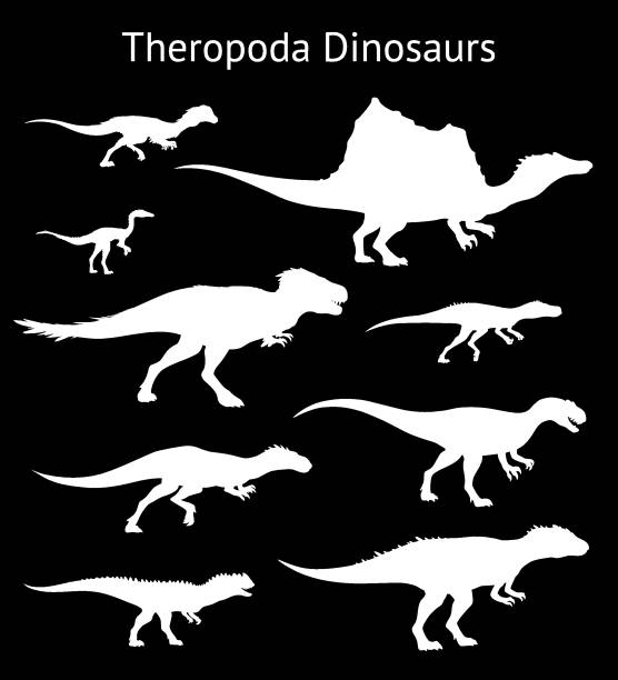 dino_saurpodomorpha_CLR-set Silhouettes of theropoda dinosaurs. Set. Side view. Monochrome vector illustration of white silhouettes of dinosaurs isolated on black background. Theropods. Proportional dimensions coelurosauria stock illustrations