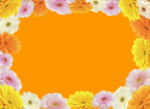 istock Colorful Chrysanthemum flower  frame with copy space orange background 1224106389