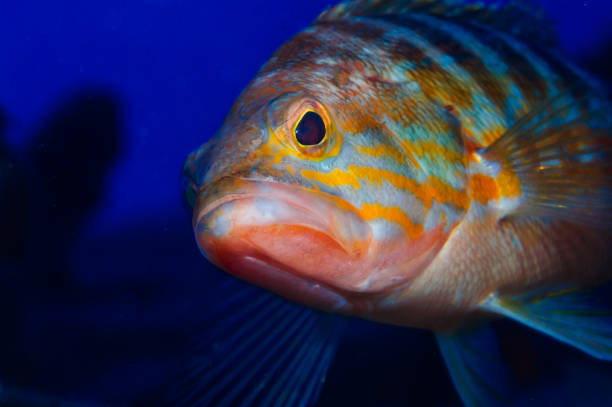 istock closeup of a fish underwater  (Serranus cabrilla) 1224107458