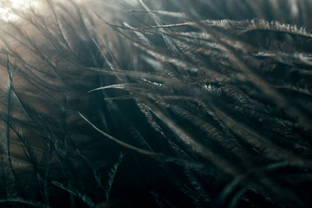 istock Feathers in macro. Brown ostrich feathers in the sunlight close up. 1224109055