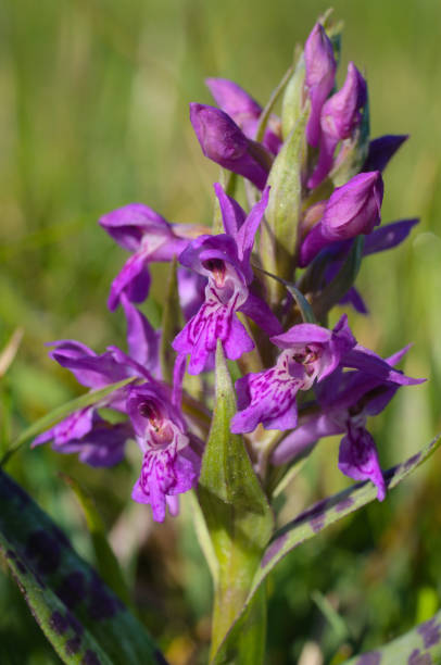 istock common marsh orchid dactylorhiza majalis 1224109854