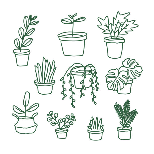 zestaw roślin domowych i doniczek. ręcznie rysowane rośliny doodle. - fern leaf isolated flat stock illustrations