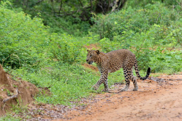 istock The Sri Lankan leopard walking in Yala 1224110950