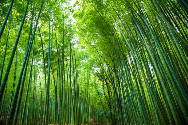 istock Arashiyama bamboo green forest in morning 1224110978