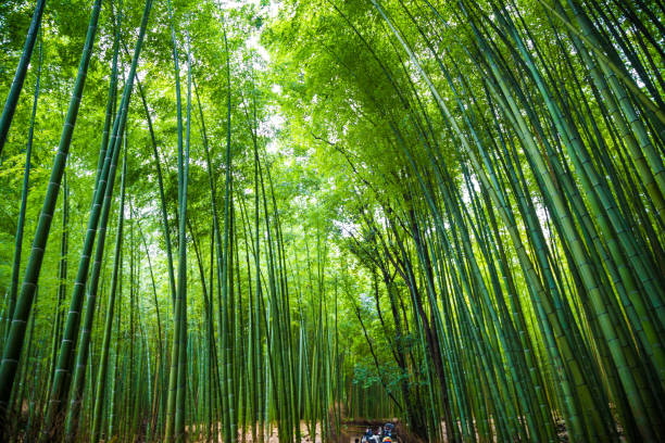 istock Arashiyama bamboo green forest in morning 1224111041