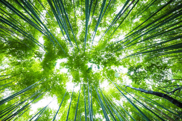 istock Arashiyama bamboo green forest in morning 1224111388