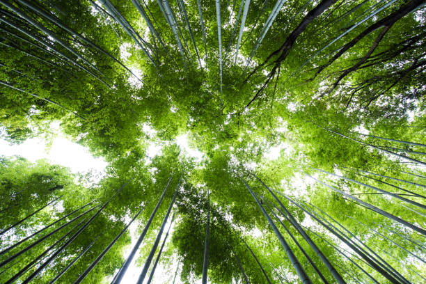 istock Green bamboo forest in Arashiyama 1224111740