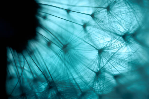 istock dandelion blowball flower with water drops super macro background 1224113533