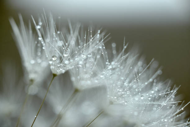 istock dandelion blowball flower with water drops super macro background 1224113553