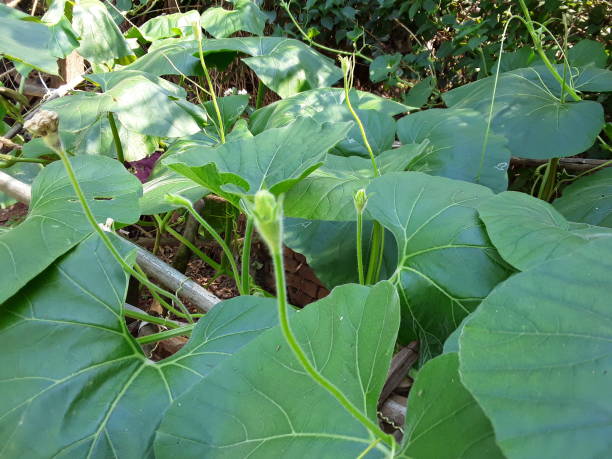 istock A Green Little Gourd Vegetables and white flowers 1224114119