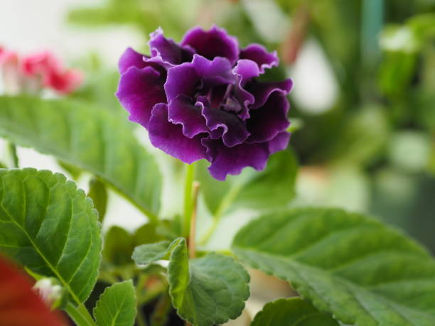 African Violet, SaintpauliasIssued, Gesneriaceac flower into a tight cluster around the tree, round, heart-shaped or oval, serrated edge or toothed, rounded, thick plump leaves, smooth or twisted. The leaves are light green to dark green. The coat is short, soft, covered all over the leaf violeta africana, saintpauliasissued, gesneriaceac flor en un racimo apretado alrededor del árbol, redondo, en forma de corazón u ovalado, borde serrado o dentado, hojas regadas, gruesas y regordetas, lisas o retorcidas. las hojas son de color verde clar