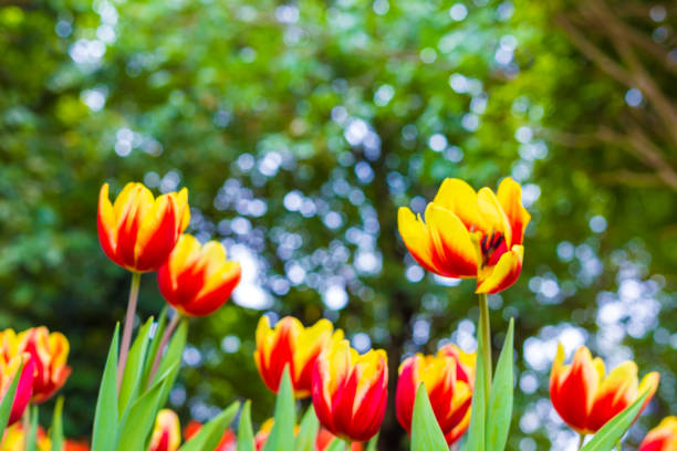 istock Tulip flower botanic garden green leaf 1224115873