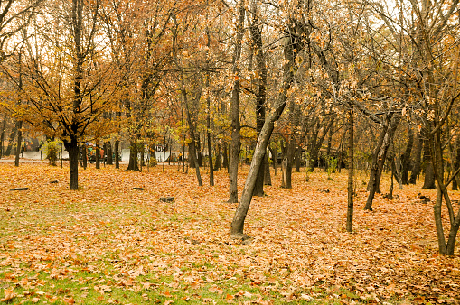 Multicolored autumn landscape with golden leaves in the park,  in Bucharest,  Romania; outdoors