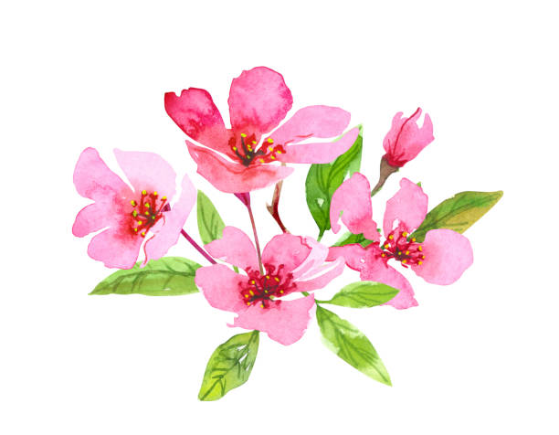 istock Watercolor cherry blossom flower wreath. Sakura beautiful spring floral art. Colorful illustration isolated on white background 1224116764