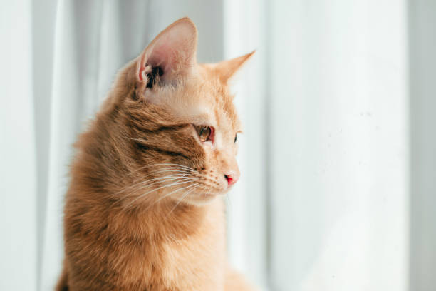 istock red cat sits on the window and looks out the window 1224118894
