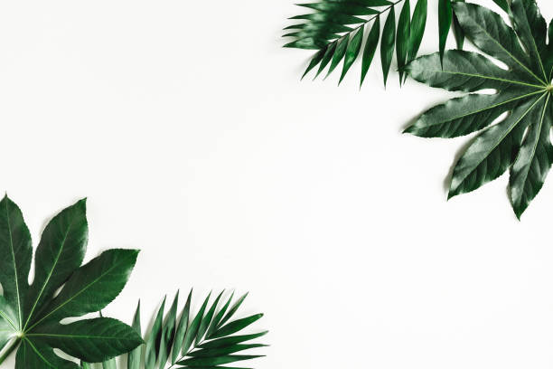 istock Summer composition. Tropical leaves on white background. Summer concept. Flat lay, top view, copy space 1224119503