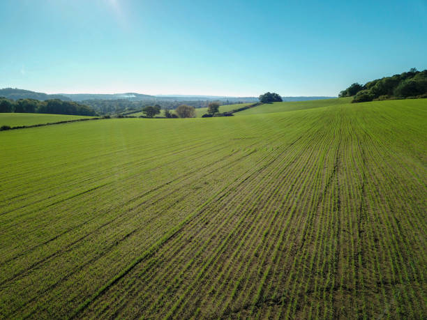 istock Green farm fields and blue sky in the spring 1224119943