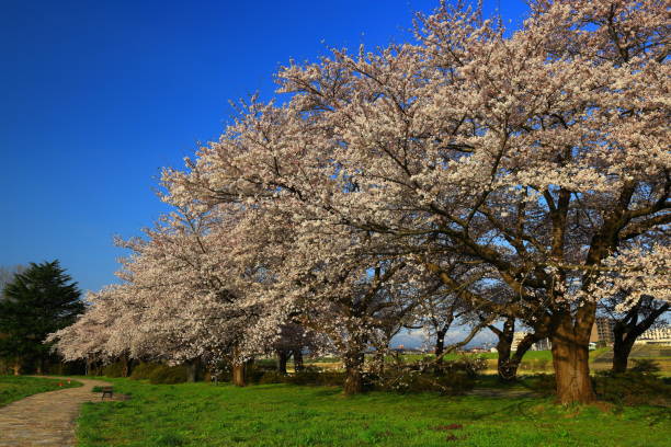 istock Blue sky and row of cherry trees 1224120097