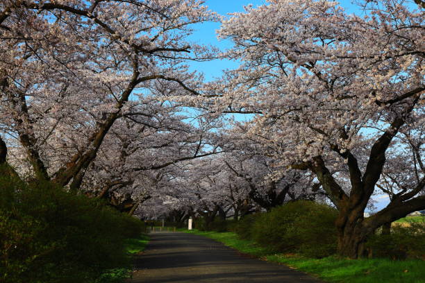 istock Blue sky and row of cherry trees 1224120114