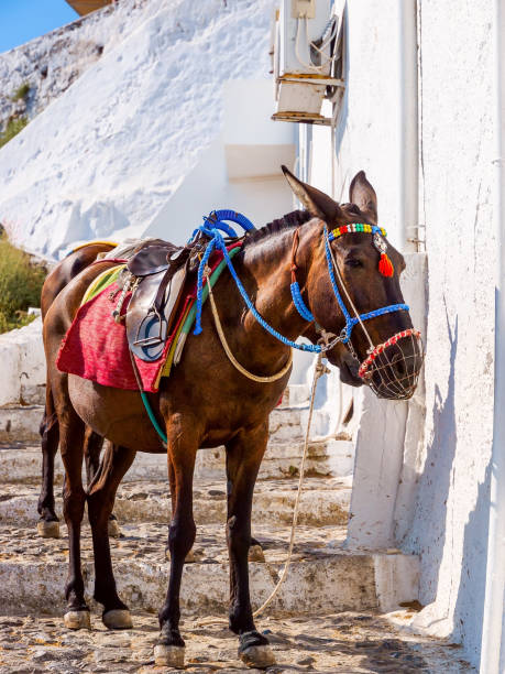 istock Santorini Donkey, worked mule. Santorini, Cyclades, Greece. 1224120209