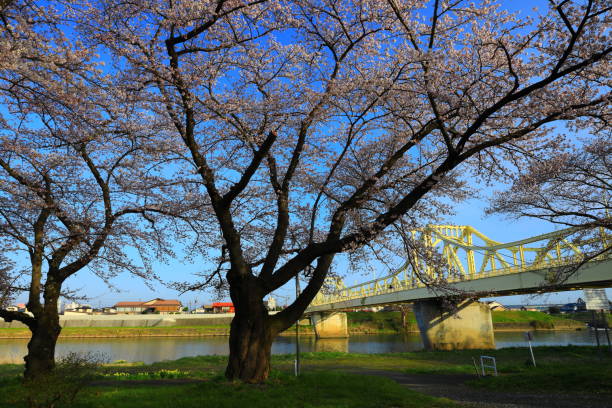 istock Blue sky and row of cherry trees 1224120260