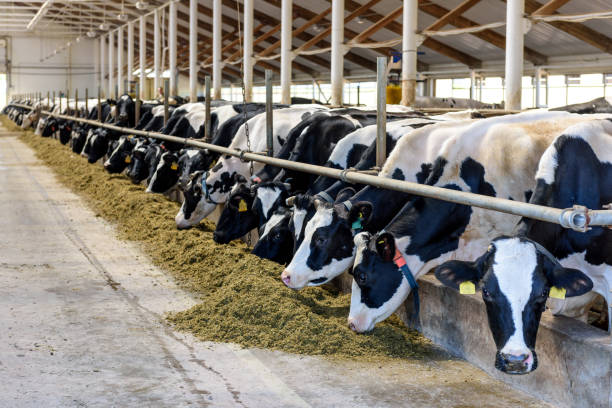 Milking cows eating in modern farm cowshed. Milking cows eating forage and hay in modern farm cowshed on dairy farm. livestock barn stock pictures, royalty-free photos & images