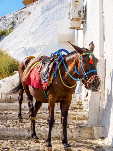 istock Santorini Donkey, worked mule. Santorini, Cyclades, Greece. 1224121321
