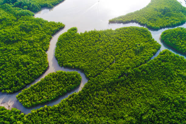 grüne tiefe mangrove wald meer bucht morgen sonnenaufgang eco natursystem - mangrove stock-fotos und bilder