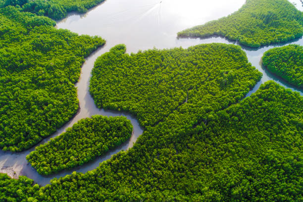 Green deep mangrove forest sea bay morning sunrise eco nature system Green deep mangrove forest sea bay morning sunrise eco nature system aerial view mangrove forest photos stock pictures, royalty-free photos & images