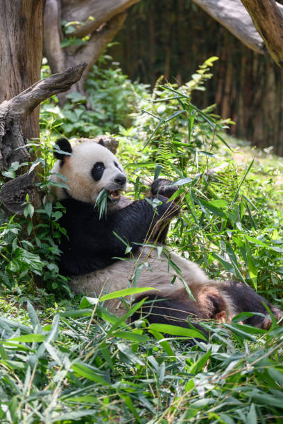 istock Cute panda eating bamboo leaves 1224121520