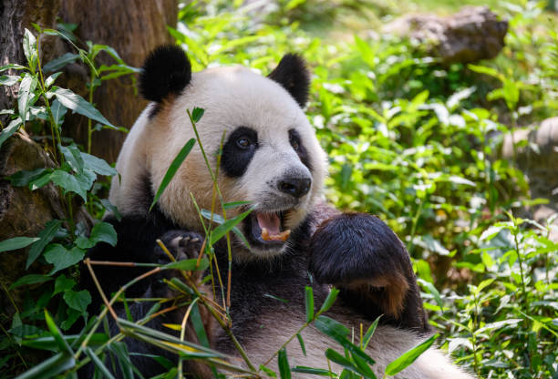 istock Cute panda eating bamboo leaves 1224121528