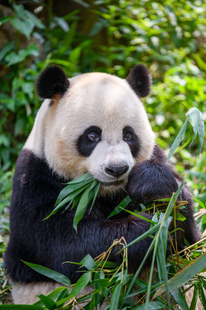 istock Cute panda eating bamboo leaves 1224121535