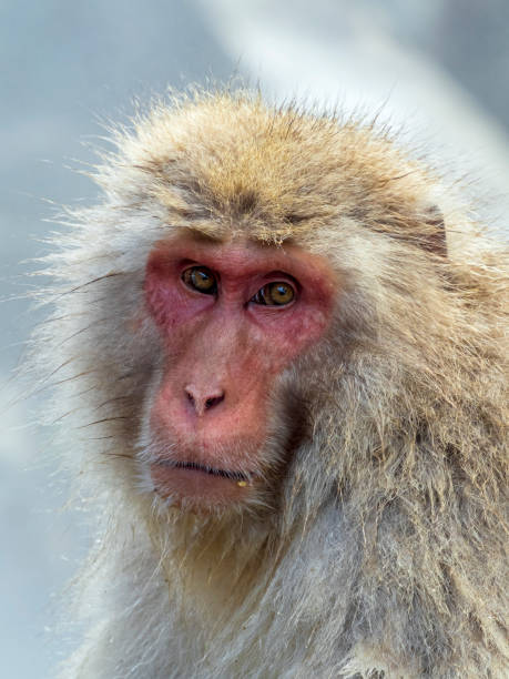 istock Japanese Macaques (Macaca fuscata) in Japan during winter time. 1224121852
