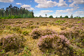 tongerense-heide.jpg?b=1&s=170x170&k=20&c=7a3PVR85IL4y0UX_K3ukJZGVTCENYo_cg3-u6yPsM-Q=
