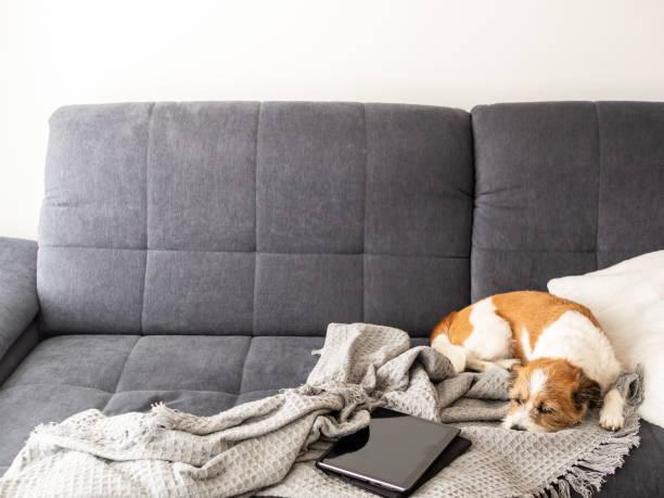 istock Small terrier dog sleeps on a gray couch next to a tray on a woolen blanket 1224124087