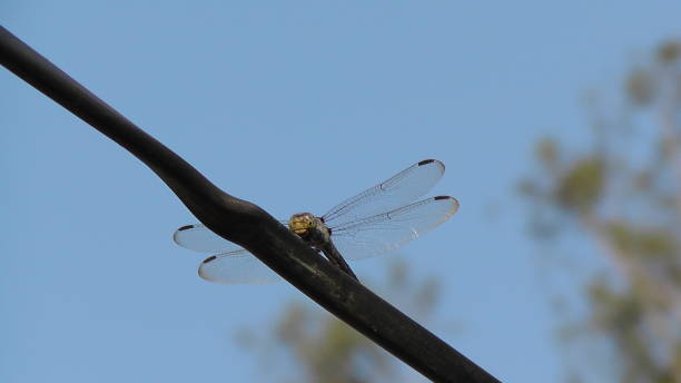 fliegendes insekt auf draht - bac ha stock-fotos und bilder