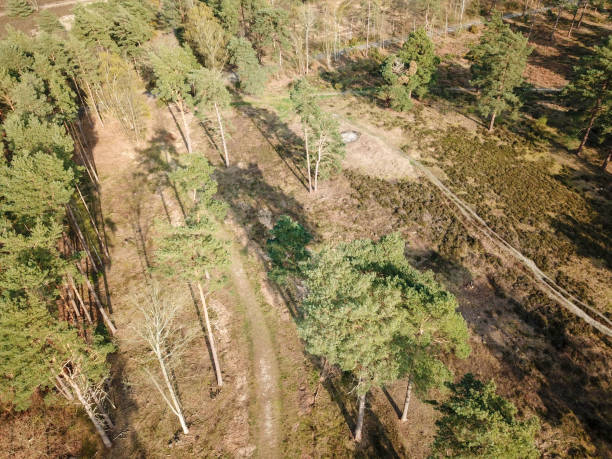 istock Aerial view of tall pine trees 1224124960