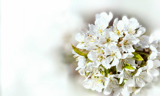 istock White Cherry Blossoms. Spring flowering cherry closeup, blurred background 1224125431