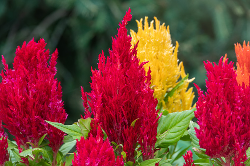 Red and Yellow Plumed cockscomb, Celosia argentea. Colorful Celosia argentea on the garden, Natural flower background