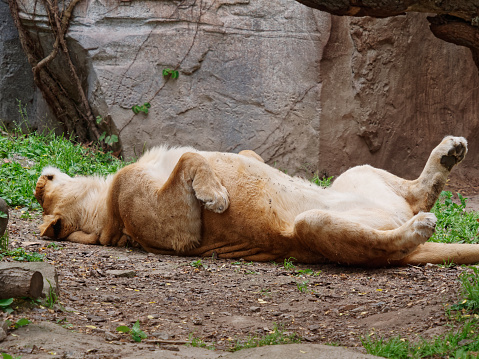 Female lion lying on ground with its four legs in the air, funny sleeping style.