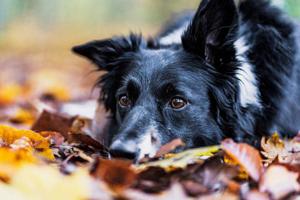 istock Border-Collie in autumn 1224126490