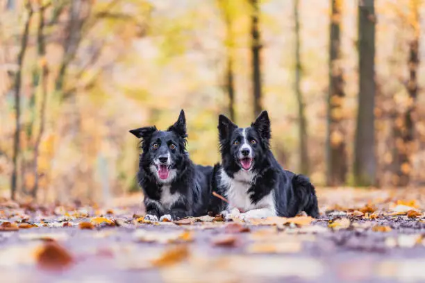 Two border collies lie together on the ground in the colorful autumn leaves.