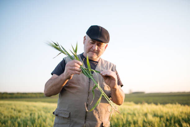istock Senior farmer in field examining wheat corp 1224126556