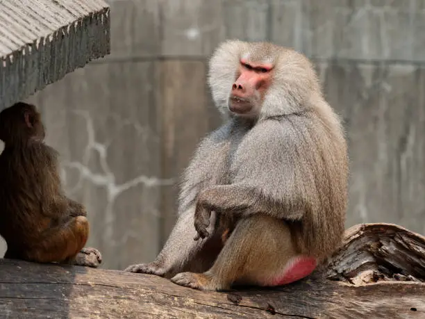 Photo of Male baboon sitting and enjoy sunlight with baby baboon.