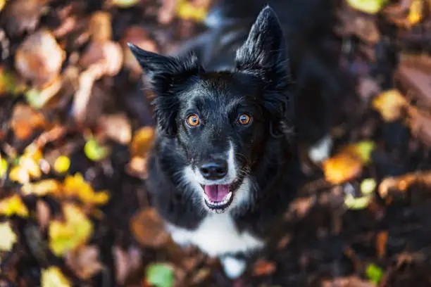 A border collie sits in the colorful autumn leaves and looks up into the camera from bottom to top.